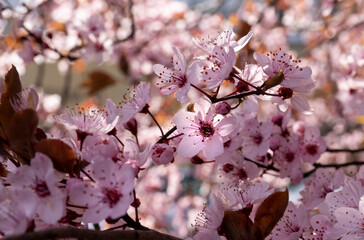 cherry blossom
