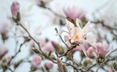 pink magnolia flowers