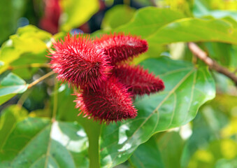 Bixa Orellana shrub with fruit, the source of natural orange red condiment annatto, an ingredient for industrial food coloring, Cuyabeno wildlife reserve, Amazon rainforest, Ecuador.