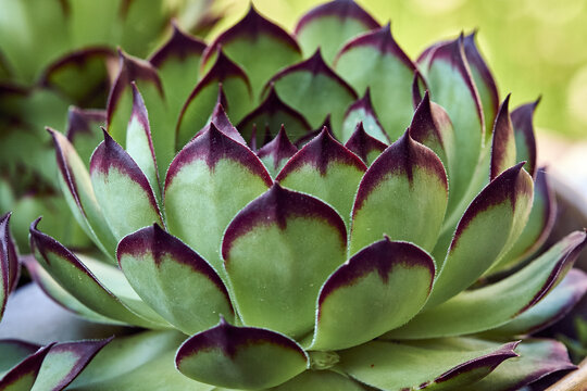 Closeup shot of a beautiful Houseleek on the botanique garden