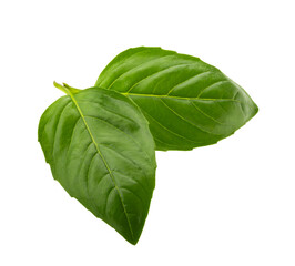 Basil leaf isolated without shadow
