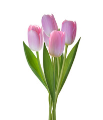 bunch of pink tulip flowers isolated on white background clipping path
