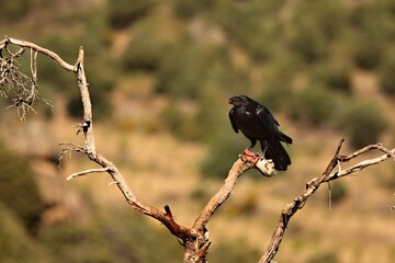 The Common raven (Corvus corax) sitting on the branch with a death rabbit.
