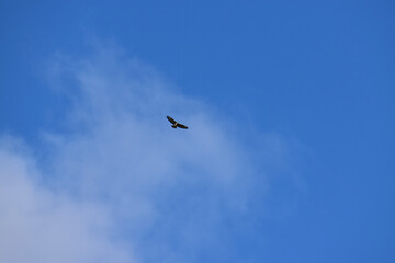 Fototapeta premium Buteo buzzard (rough-legged hawk) in the blue sky with clouds, Coventry, England, UK