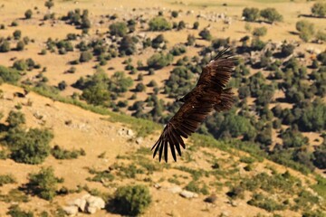 The black vulture, also called brown vulture (Aegypius monachus) flying over the rocks in morning sun.