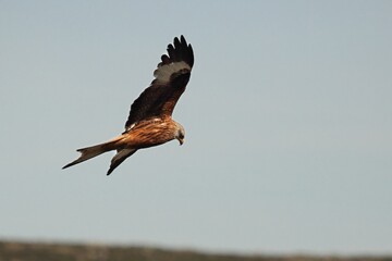 The golden eagle (Aquila chrysaetos) flying ower the rocks.