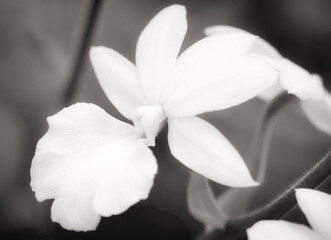 Fototapeta na wymiar Delicate orchids in black and white