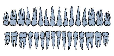 The layout of the teeth. Vector drawing