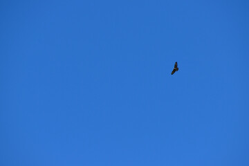 Buteo buzzard (rough-legged hawk) in the blue sky, Coventry, England, UK
