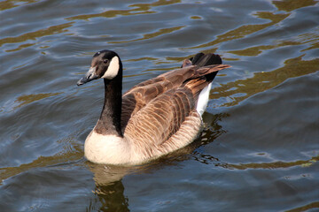 Canadian goose