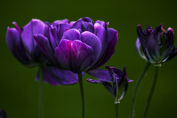 Sfioritura tulipani