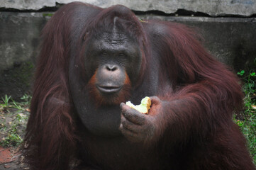 orangutans eating at the zoo, Surabaya city. (Sunday, 7 November 2015)