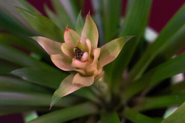 close up of a flower