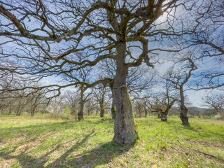 Very old oak tree situated in oak grove during spring in Gavurky