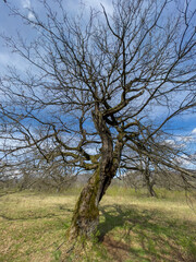 Very old oak tree situated in oak grove during spring in Gavurky