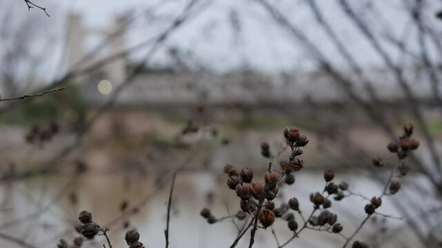 Some tree branches with little blooms dangle by the Brazos river in Waco, Texas.