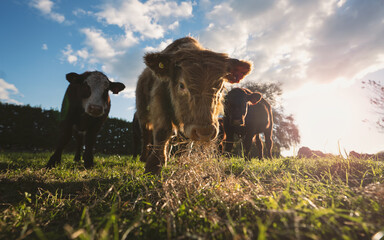 Beef Cows in a paddock eating