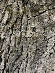 Old oak tree texture cover detail