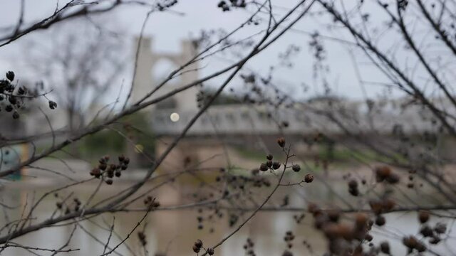 Some tree branches with little blooms dangle by the Brazos river in Waco, Texas.
