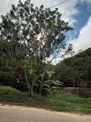 pine tree in the mountains