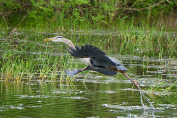 Blue Heron