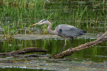 great blue heron ardea cinerea