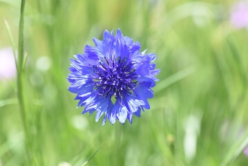 Cornflower ( Centaurea ). Asteraceae annual grass.