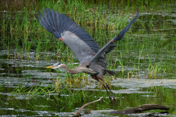 great blue heron