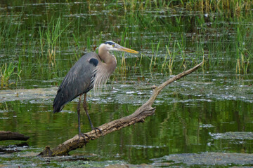great blue heron ardea cinerea