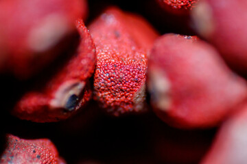 Beyond the Naked Eye: Macro Perspectives