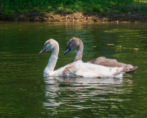 European Mute Swan cygnets (siblings with different genetic morphs) swimming on Long Pond on the Toronto Islands