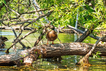 A female mallard duck (platyrhynchos, anas) perched on a fallen tree truck over the water on the Toronto Islands.