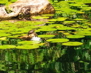 Painted turle pulled out on a dead head beside a water lily flower in the Bird Sanctuary on the Toronto Islands