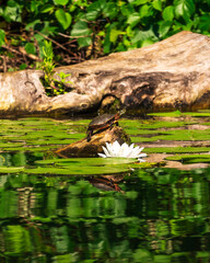 Painted turle pulled out on a dead head beside a water lily flower in the Bird Sanctuary on the Toronto Islands