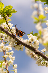 Vanessa atalanta pertenece a la familia Nymphalidae