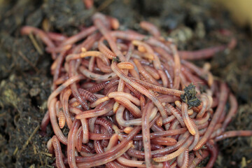 nature's treasure, compost worms before work 