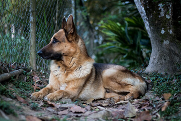 very nice german shepherd dog