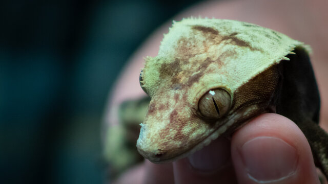 Crested Gecko in hand against blue background