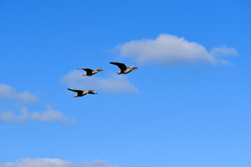 Three country geese flying, Coombe Abbey, Coventry, England, UK