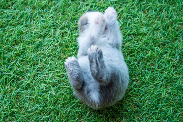 New born baby rabbit bunny sleeping on the green grass. Tiny fluffy grey and white baby animal resting on natural field grass. Easter concept.