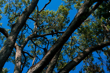 branches against blue sky