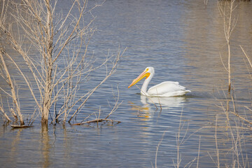 Close up shot of a Pelican swimming in the lake