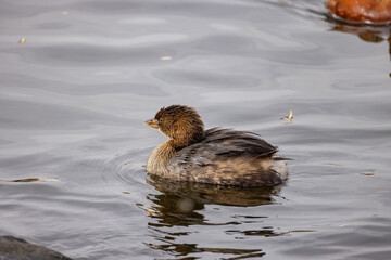 Close up shot of cute Pied-billed grebe swimming in a pond