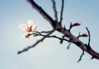 First buds of a flower of a Prunus serrulata tree, with the arrival of spring, in the background a clear blue sky, selective focus, horizontal