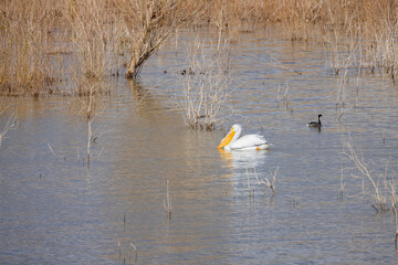 Close up shot of a Pelican swimming in the lake