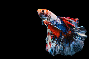 Rhythmic of betta splendens fighting fish over isolated black background. The moving moment beautiful of white, blue and red siamese betta fish with copy space.