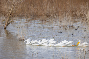 Close up shot of many Pelican catching fish in the lake