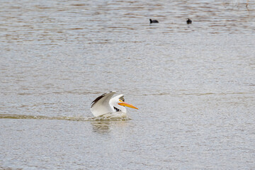 Close up shot of a Pelican landing in the lake