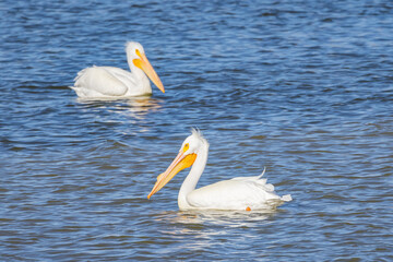 Close up shot of a Pelican swimming in the lake