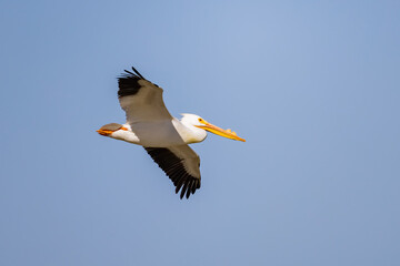 Close up shot of a Pelican flying